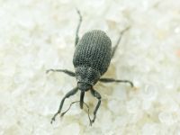 Ceutorhynchus puncticollis