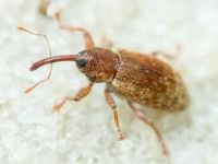 Dorytomus