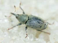 Sibinia (Sibinia) subelliptica