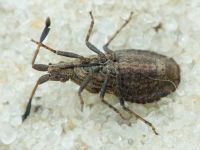 Spathocera laticornis