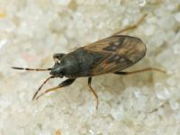 Megalonotus sabulicola