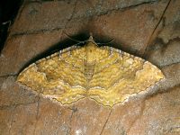 Camptogramma bilineata