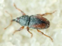 Tychius