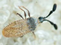 Copium teucrii