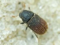 Scolytinae