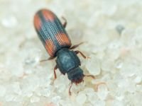 Bitoma crenata