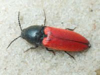 Elateridae