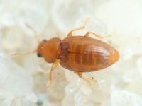Corticarina truncatella
