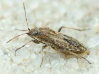 Ortholomus punctipennis