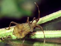 Coreus marginatus