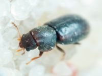 Orthocis lucasi