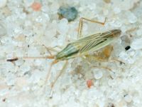 Miridae