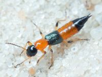 Staphylinidae
