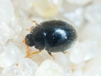 Coleoptera