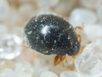 Insecta