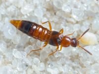 Coleoptera