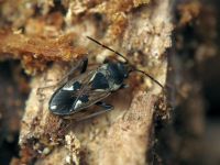 Rhyparochromus vulgaris
