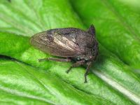 Centrotus cornutus