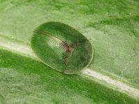 Cassida (Cassida) rubiginosa