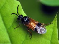 Argidae