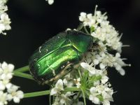 Cetonia aurata