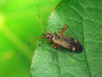 Closterotomus fulvomaculatus