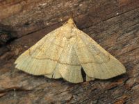 Paracolax tristalis