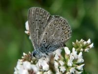 Polyommatus icarus