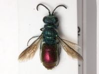 Chrysididae