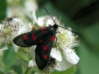 Zygaena lonicerae