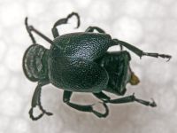 Meloe scabriusculus