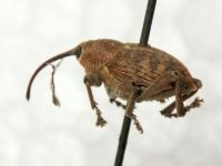 Curculio (Curculio) glandium