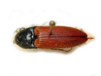Ampedus (Ampedus) cinnaberinus