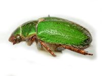 Brachysternus prasinus