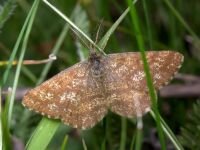 Ematurga atomaria