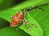 Curculio (Curculio) glandium