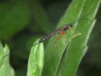Lissonota setosa