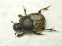Onthophagus vacca