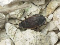 Pyrrhocoris marginatus