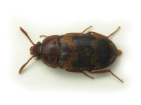 Mycetophagus piceus