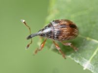 Nanophyes marmoratus