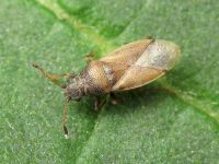 Cymus melanocephalus