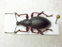 Otiorhynchus tenebricosus