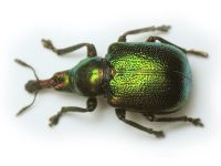 Rhynchitinae