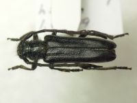Phytoecia valentinae