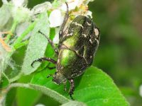 Protaetia metallica