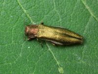 Agrilus (Agrilus) viridis viridis