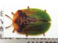 Cassida (Cassida) panzeri