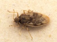 Monosteira unicostata