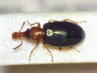 Salpingus ruficollis